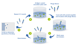 Immune antibody library screening service with phage display - ProteoGenix