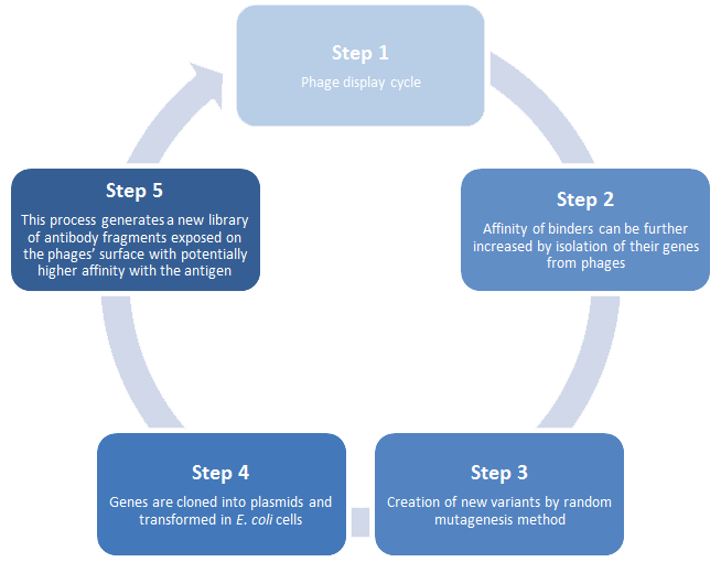 Antibody affinity maturation service with phage display - ProteoGenix