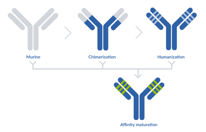 Antibody affinity maturation service with phage display - ProteoGenix