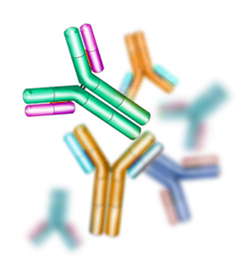 How to choose the best host species for polyclonal antibody production ...