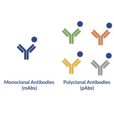 The benefits of pairing monoclonal and polyclonal antibodies