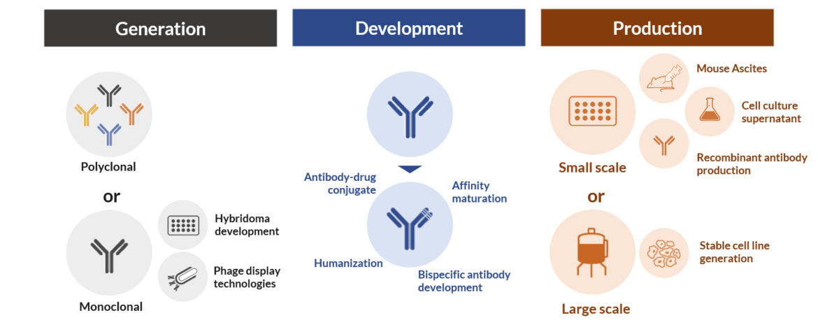 How antibody development enhances the functionality of therapeutic ...