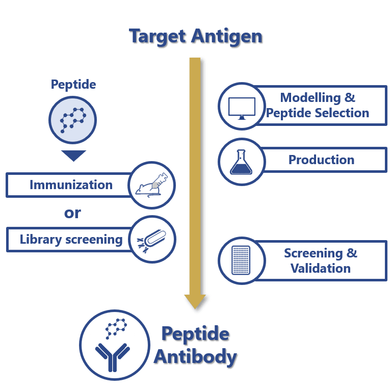 antibody production steps
