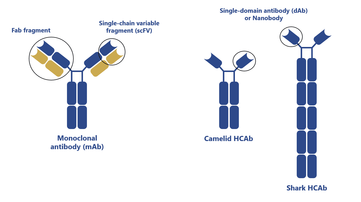 Will camelid antibodies offer a solution to solve the COVID-19 pandemic?