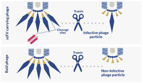 phage display antibody repertoire