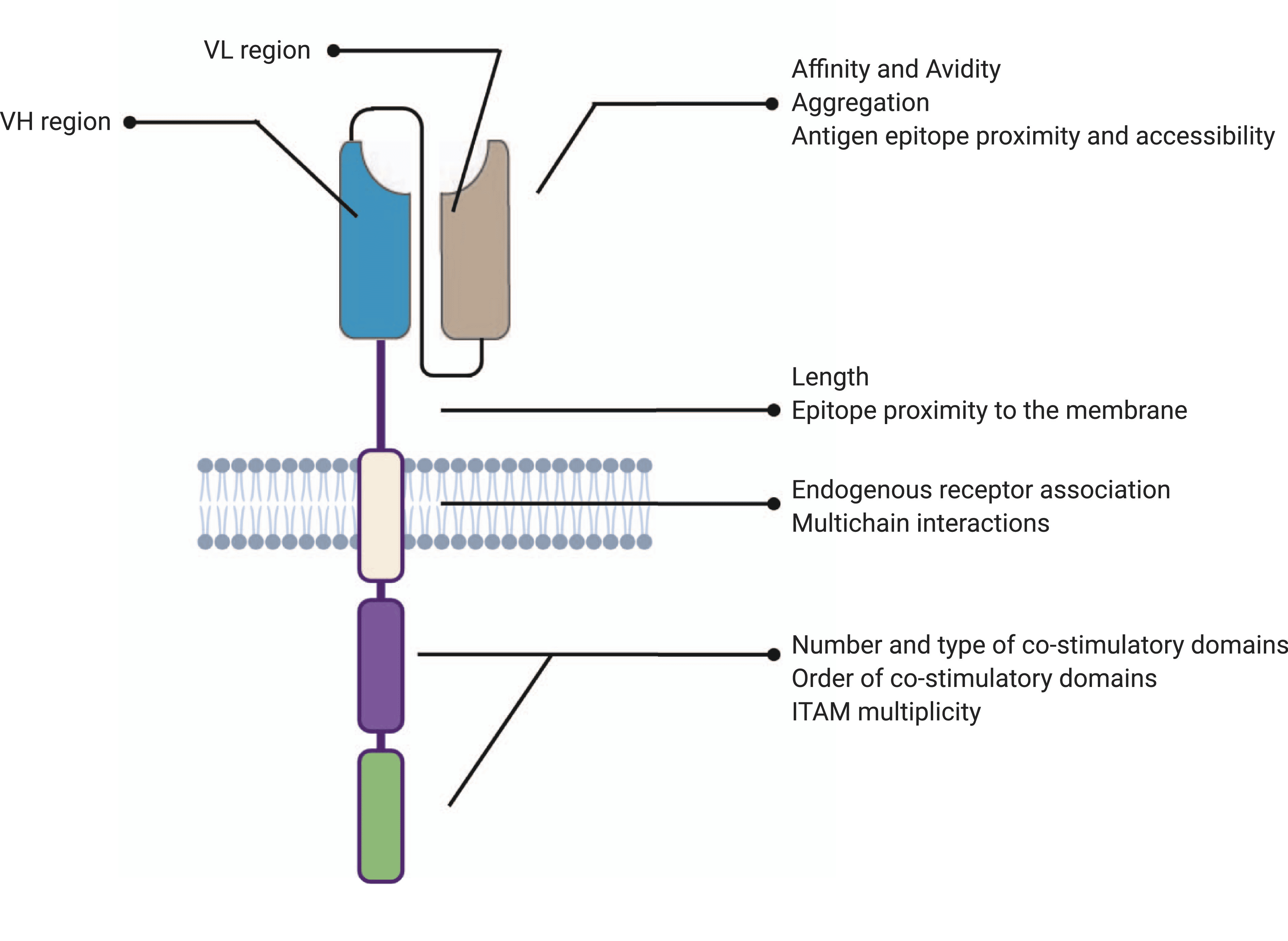 The structure of CAR-T cells - ProteoGenix