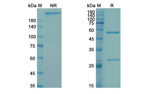 SDS-PAGE for Bavituximab Biosimilar - Anti-Phosphatidylserine mAb