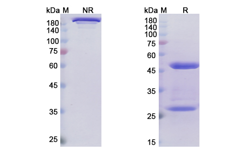 SDS-PAGE for Narsoplimab Biosimilar - Anti-MASP2 mAb