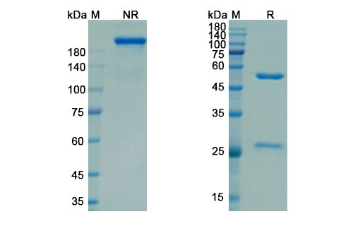 SDS-PAGE for Nadecnemab Biosimilar - Anti-GFRA3 mAb