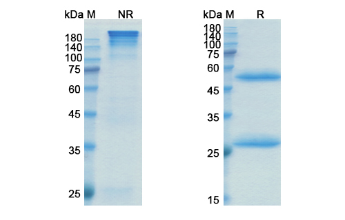 SDS-PAGE for Lupartumab Biosimilar - Anti-LYPD3 mAb