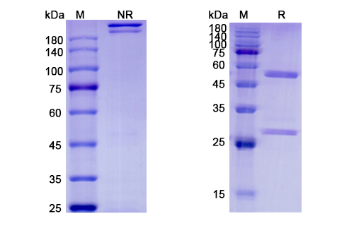SDS-PAGE for Etokimab Biosimilar - Anti-IL33 mAb