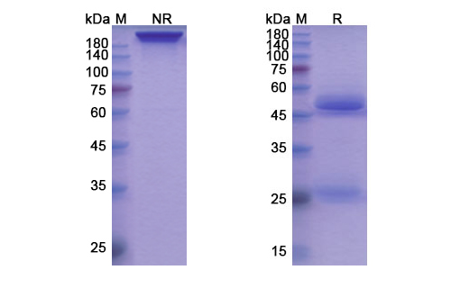 SDS-PAGE for Torudokimab Biosimilar - Anti-IL33 mAb