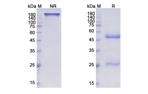 SDS-PAGE for Pozelimab Biosimilar - Anti-C5 mAb