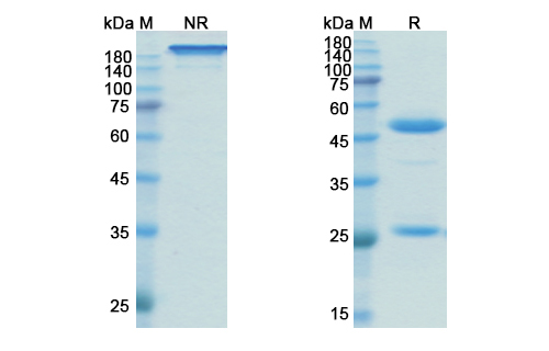 SDS-PAGE for Vilobelimab Biosimilar - Anti-C5 mAb