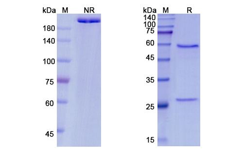 SDS-PAGE for Pateclizumab Biosimilar - Anti-LTA, TNFSF1 mAb