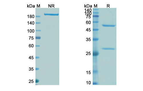 SDS-PAGE for Infliximab Biosimilar - Anti-TNF-alpha mAb