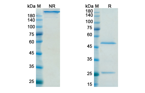 SDS-PAGE for Sifalimumab Biosimilar - Anti-IFNA1 mAb