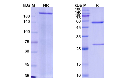 SDS-PAGE for Emapalumab Biosimilar - Anti-IFNG mAb
