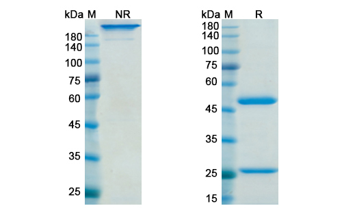SDS-PAGE for Gimsilumab Biosimilar - Anti-CSF2 , GM-CSF mAb