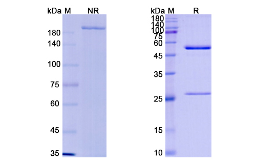 SDS-PAGE for Milatuzumab Biosimilar - Anti-CD74 mAb