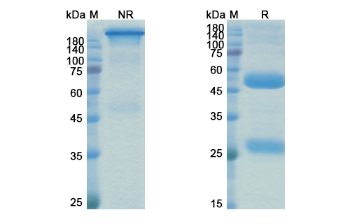 SDS-PAGE for M802 Biosimilar - Anti-Bispecific mAb