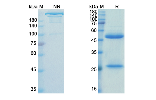 SDS-PAGE for Ziltivekimab Biosimilar - Anti-IL6 mAb