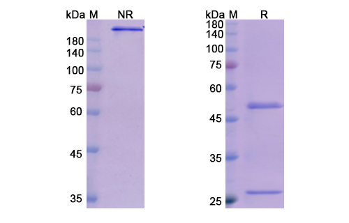 SDS-PAGE for Olokizumab Biosimilar - Anti-IL6 mAb