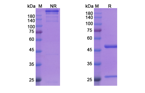 SDS-PAGE for Siplizumab Biosimilar - Anti-CD2, LFA-2 mAb