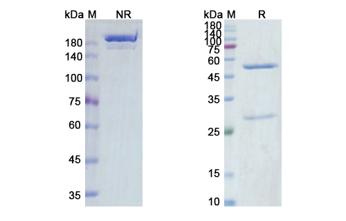 SDS-PAGE for Tusamitamab Biosimilar - Anti-CEACAM5 mAb