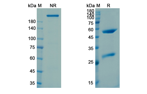 SDS-PAGE for Intetumumab Biosimilar - Anti-ITGAV_ITGB3 mAb