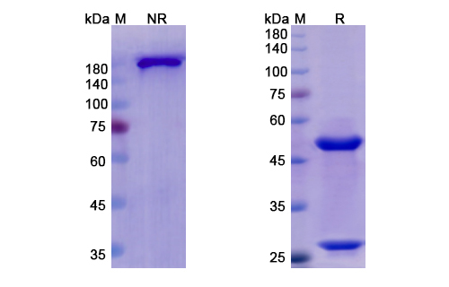 SDS-PAGE for Otelixizumab Biosimilar - Anti-CD3E mAb