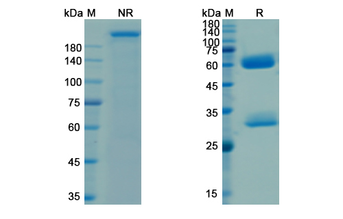 SDS-PAGE for Ganitumab Biosimilar - Anti-IGF1R, CD221 mAb