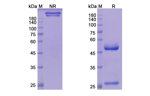SDS-PAGE for Teprotumumab Biosimilar - Anti-IGF1R, CD221 mAb