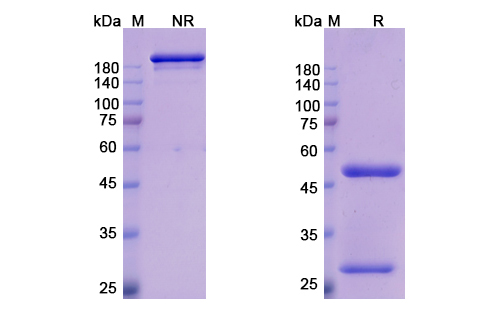 SDS-PAGE for Emibetuzumab Biosimilar - Anti-MET, RCCP2 mAb