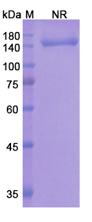 SDS-PAGE for Onartuzumab Biosimilar - Anti-MET, RCCP2 mAb