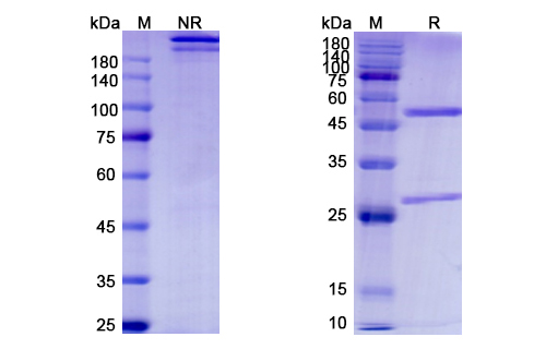 SDS-PAGE for Grisnilimab Biosimilar - Anti-CD7 mAb