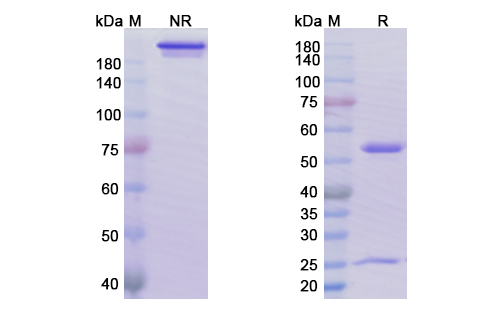 SDS-PAGE for Sacituzumab Biosimilar - Anti-TACSTD2 mAb