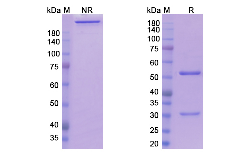 SDS-PAGE for Datopotamab Biosimilar - Anti-TACSTD2 mAb