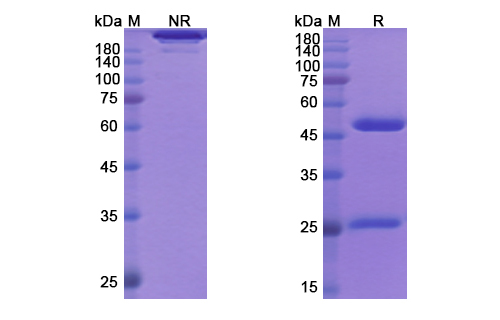 SDS-PAGE for 9-77 Biosimilar - Anti-IL-8 mAb