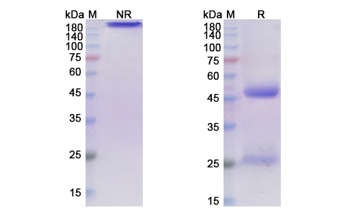 SDS-PAGE for Tilavonemab Biosimilar - Anti-MAPT mAb