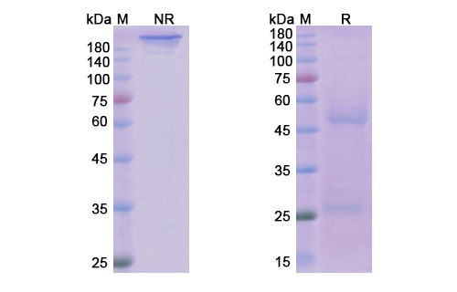 SDS-PAGE for Ofatumumab Biosimilar - Anti-MS4A1, CD20 mAb