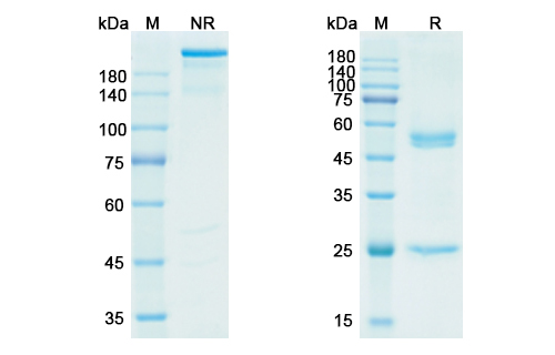 SDS-PAGE for Lorvotuzumab Biosimilar - Anti-NCAM1, CD56 mAb