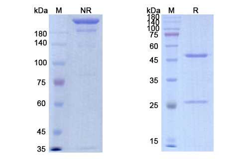 SDS-PAGE for Imalumab Biosimilar - Anti-MIF mAb