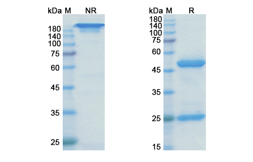 SDS-PAGE for Rilotumumab Biosimilar - Anti-HGF mAb