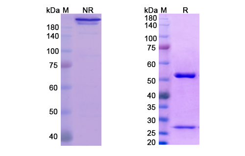SDS-PAGE for Farletuzumab Biosimilar - Anti-FOLR1 mAb