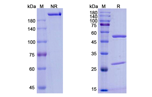 SDS-PAGE for Inebilizumab Biosimilar - Anti-CD19 mAb