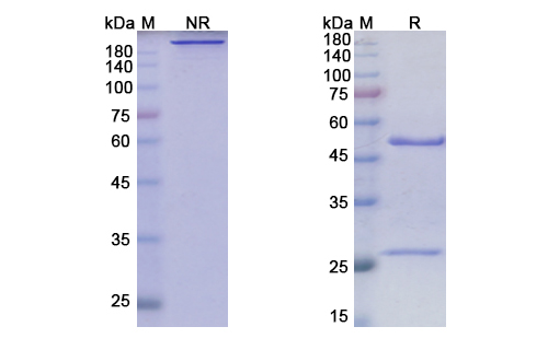 SDS-PAGE for Bevacizumab Biosimilar - Anti-VEGF mAb