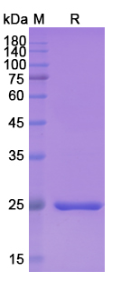 SDS-PAGE for Brolucizumab Biosimilar - Anti-VEGFA mAb