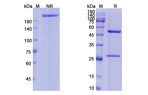 SDS-PAGE for Edrecolomab Biosimilar - Anti-EPCAM mAb