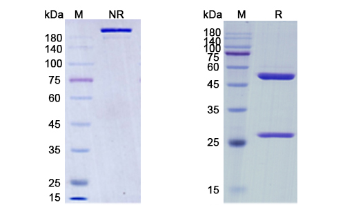 SDS-PAGE for Relatlimab Biosimilar - Anti-LAG3, CD223 mAb